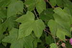 Purpleflowering raspberry